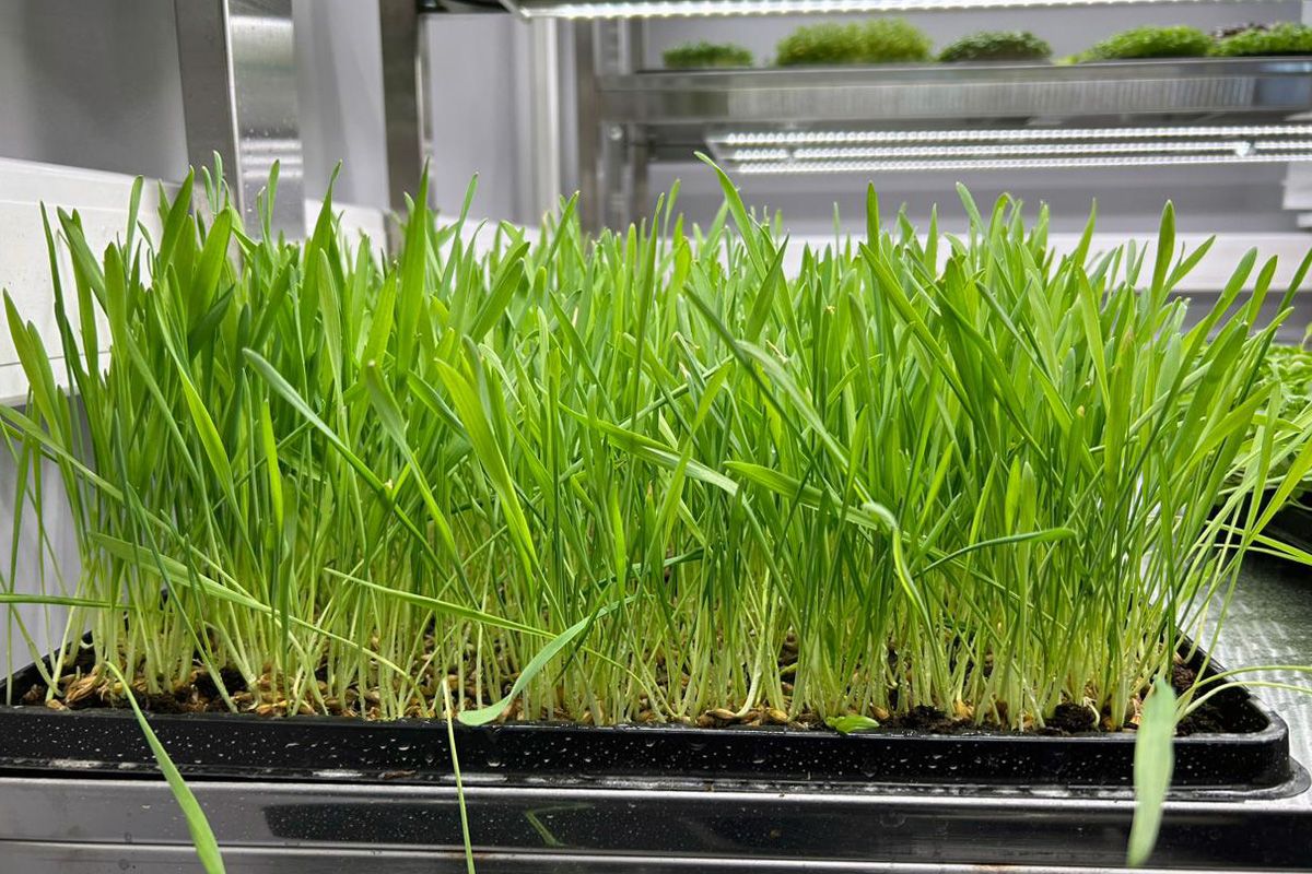 «Нанозакаленные» семена: ученые СКФУ усовершенствовали технологию прорастания семян