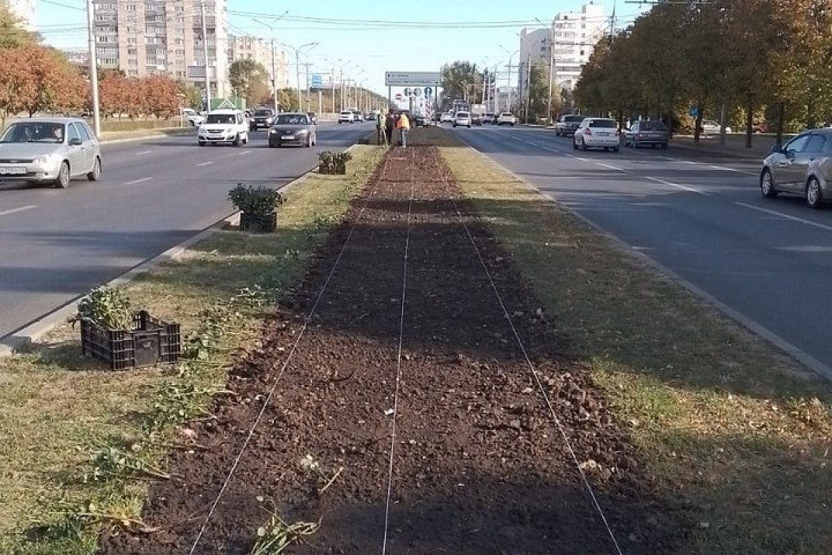В Ставрополе триста розовых кустов украсили улицу Доваторцев