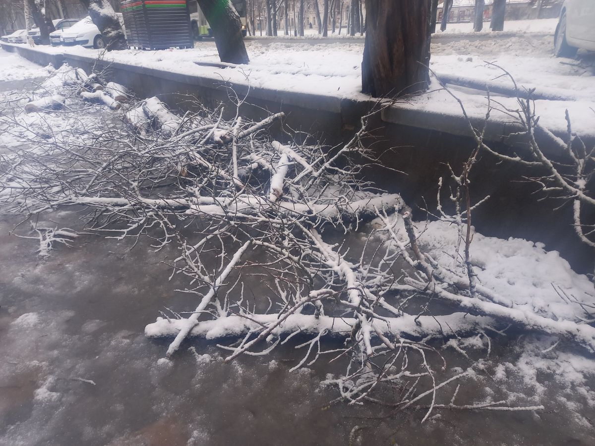 Ветер в Ставрополе ломал ветви деревьев