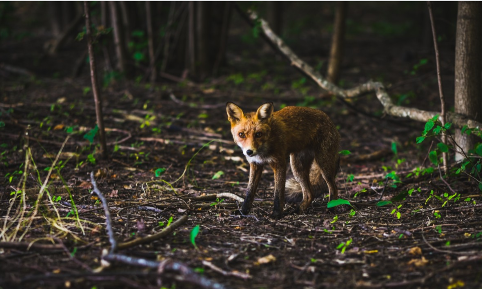 В Таманском лесу Ставрополя состязались «охотники на лис»
