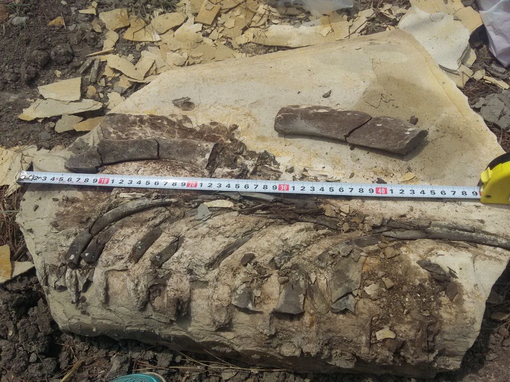 В Ставрополе провели замеры фрагмента скелета древнего кита