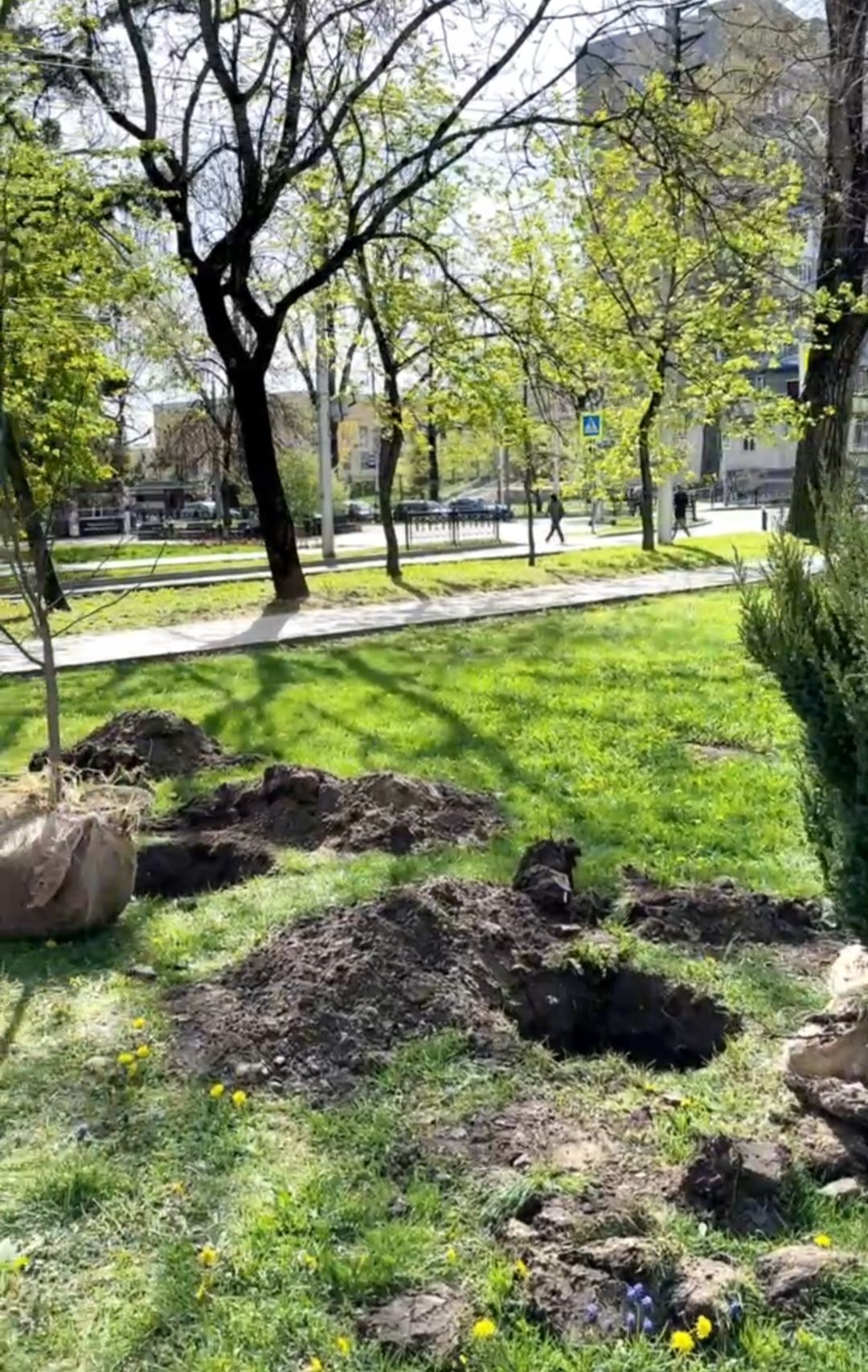 Предпринимателям Ставрополья передали эстафету по озеленению региона