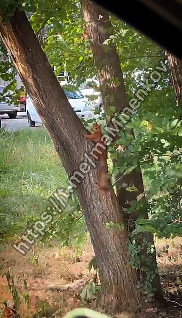 В центре Невинномысска горожане заметили скачущую по деревьям белку