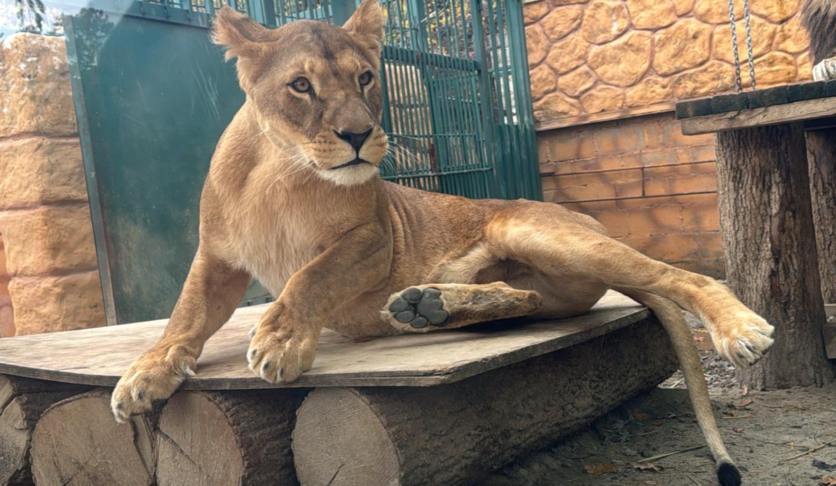 Животные в зоопарке Ставрополя подготовились встречать зиму