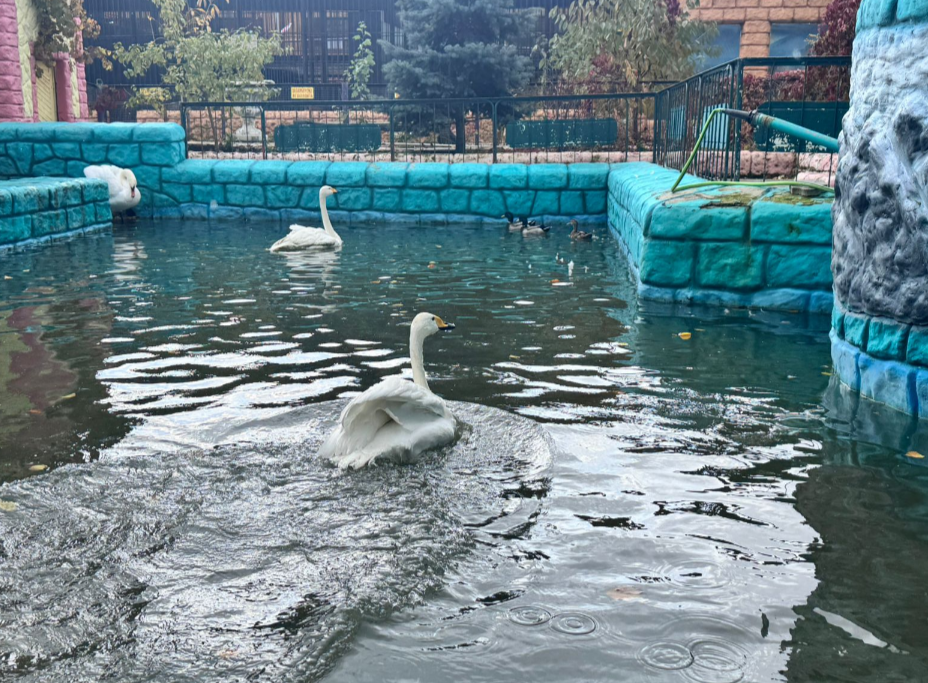 В Ставрополе лебеди из парка Центрального подготовились к «переезду»