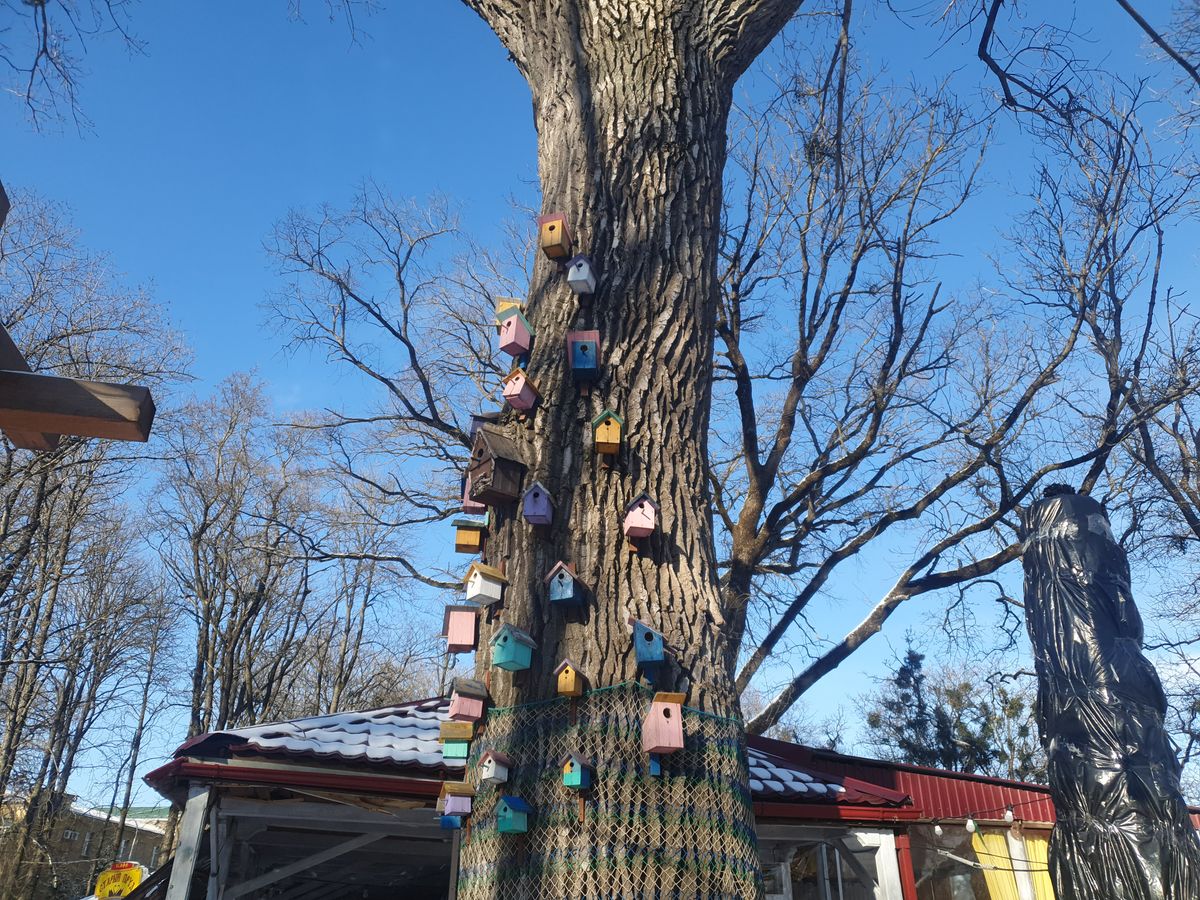 В парке Центральном птицам подготовили нарядные домики