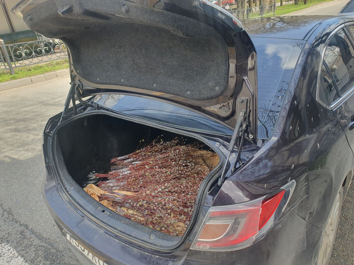 Цена на вербу в Ставрополе стартовала с 30 рублей