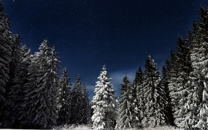 На Ставрополье завезли более 10 тысяч новогодних деревьев