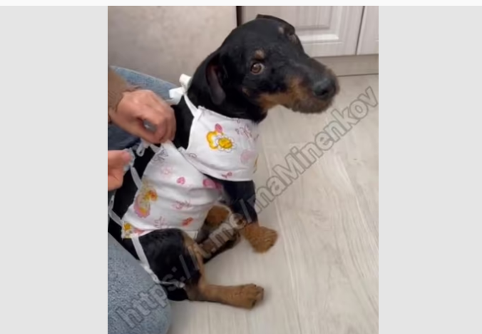 Собаке мэра Невинномысска понадобилась операция после боя с кабаном