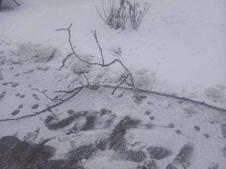 Школьникам Ставрополя разрешили свободное посещение