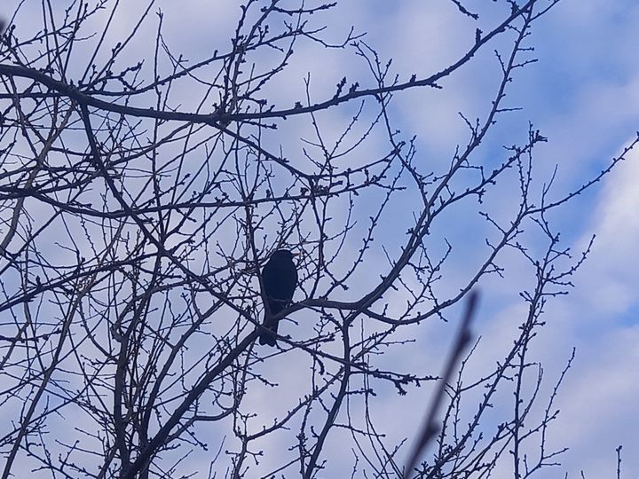 Февраль на Ставрополье начался с потепления