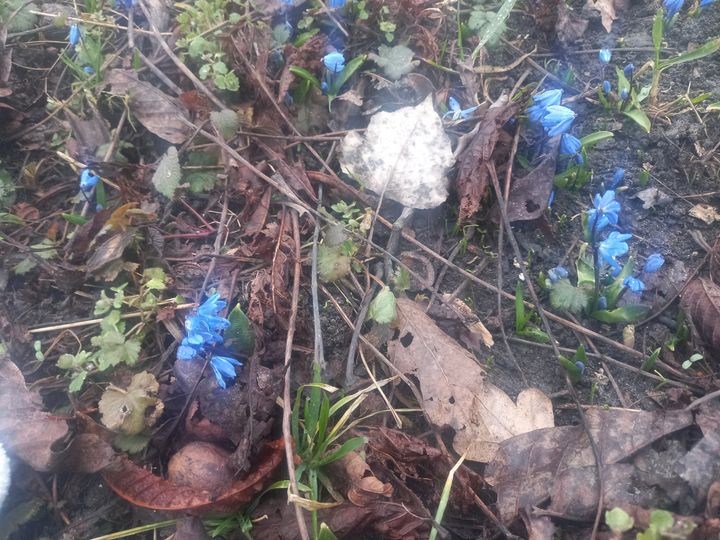 В Ставрополе расцвели первые пролески