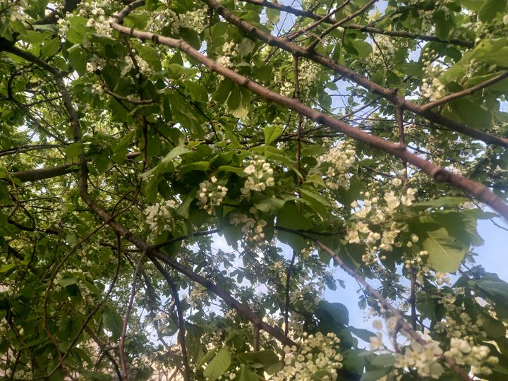 До 28 градусов тепла ожидается в Ставрополе на грядущей неделе