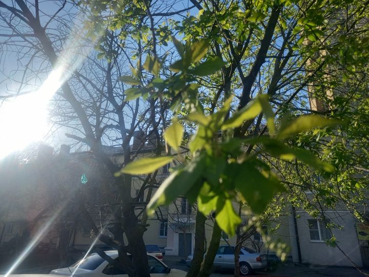 В Ставрополе скоро распустится черемуха