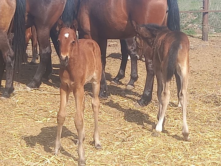 Годовички и трехлетки: на Ставрополье жеребята впервые отправились пастись в степь