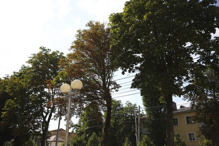 Ставропольские ученые изучили сухие каштаны на улице Дзержинского в Ставрополе