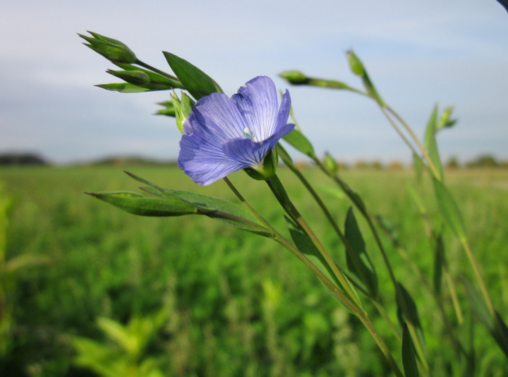 В Шпаковском округе завершилась уборка масличного льна