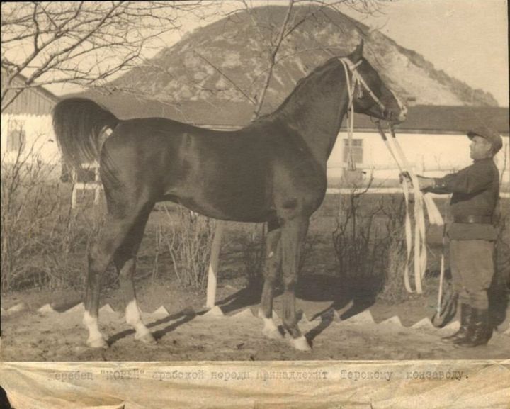 Музей-заповедник представил 26 чудес Ставрополья