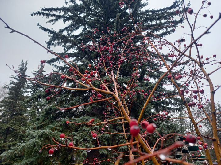 Жителей Ставрополя в середине недели ждет потепление до 13 градусов