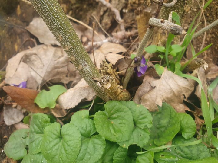 На Ставрополье перед снегопадом расцвели фиалки