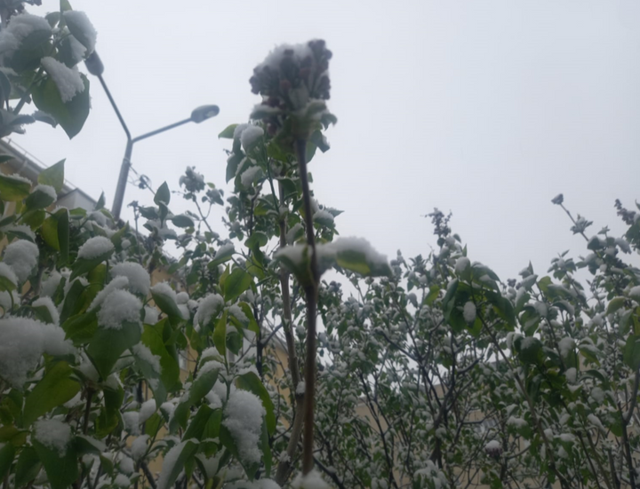 Обезьян в парке Победы Ставрополя спрячут от мороза