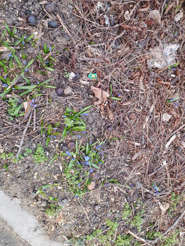 В Ставрополе на клумбах горожан расцвели пролески