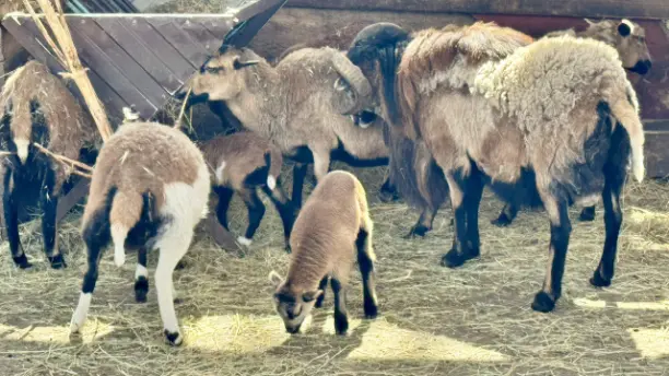 В зоопарке парка Победы Ставрополя начался бэби-бум