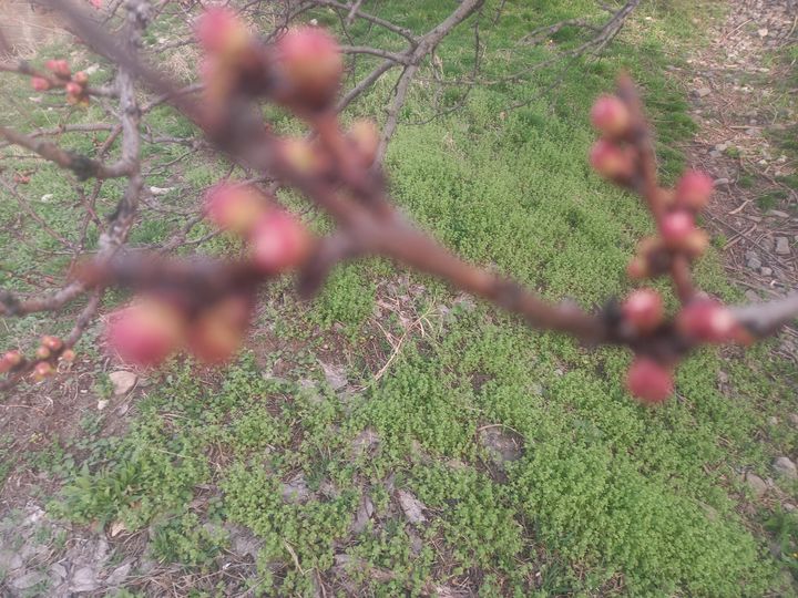 В Шпаковском округе благоустроят пешеходную зону возле Члы